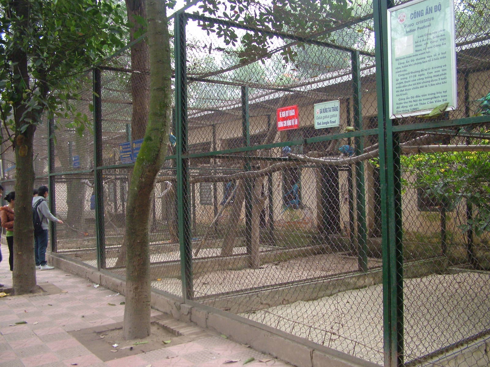 Parrot and Peafowl Aviaries at Hanoi Zoo, 15/03/12