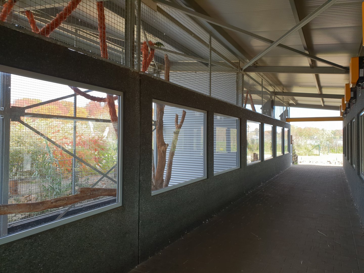 Parrot ( at the front ) and Coati-enclosure