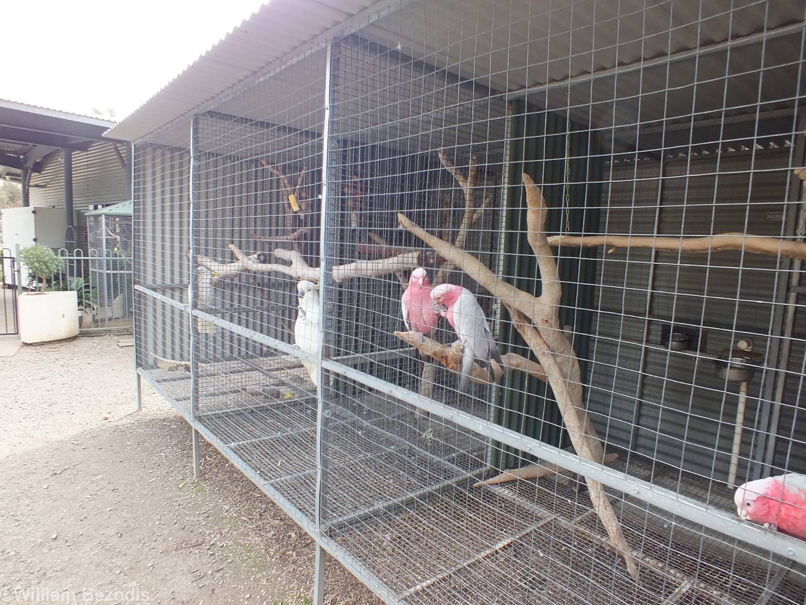 Parrot Aviaries - Cohunu Koala Park
