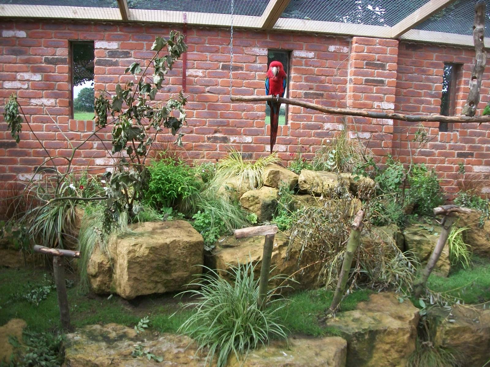 Parrot aviary, 3rd August 2012