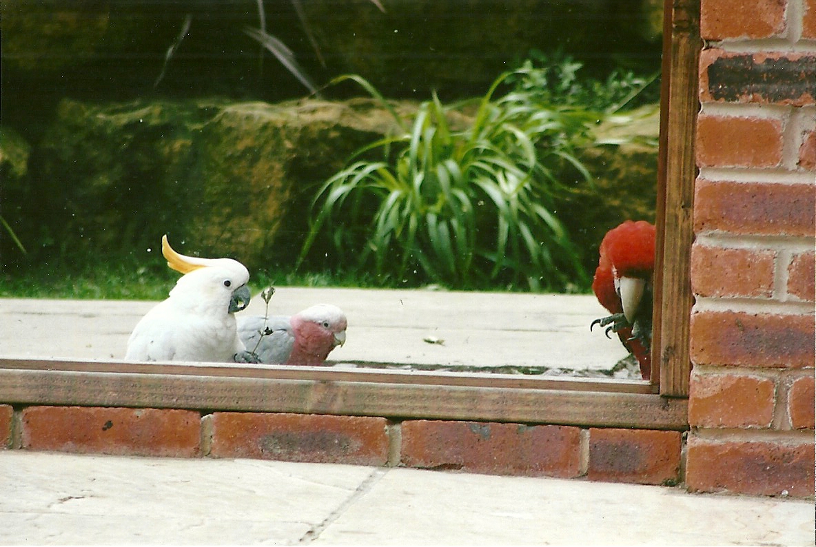 Parrot aviary, 3rd August 2012