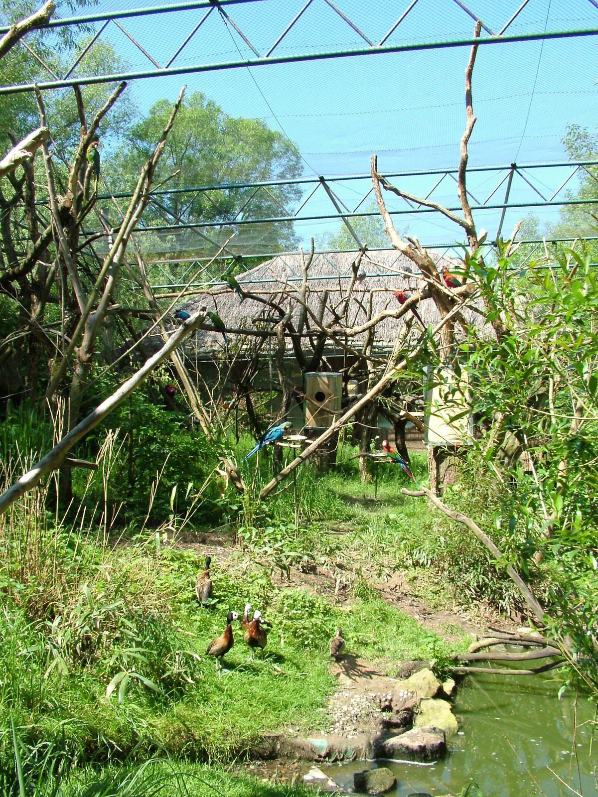 Parrot aviary at Zlin, 28/05/10