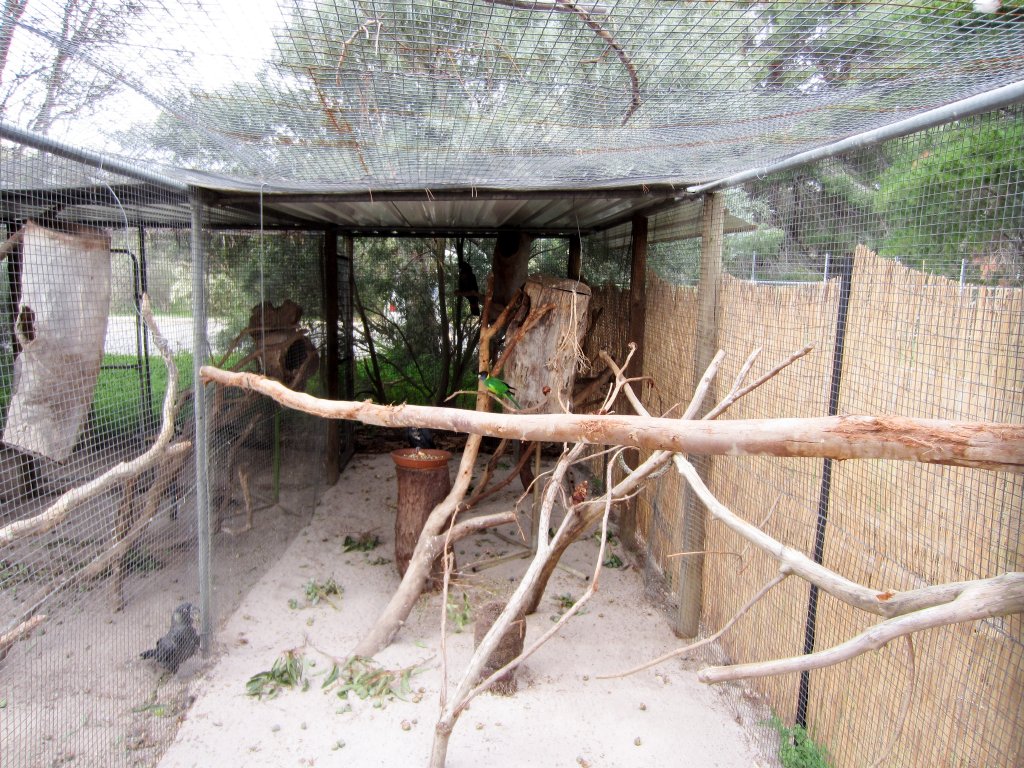 Parrot aviary interior
