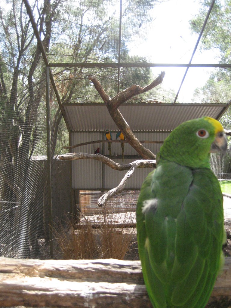 Parrot Aviary
