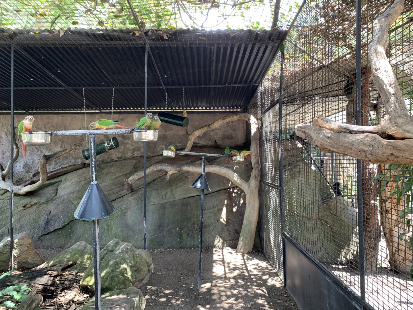 Parrot Aviary