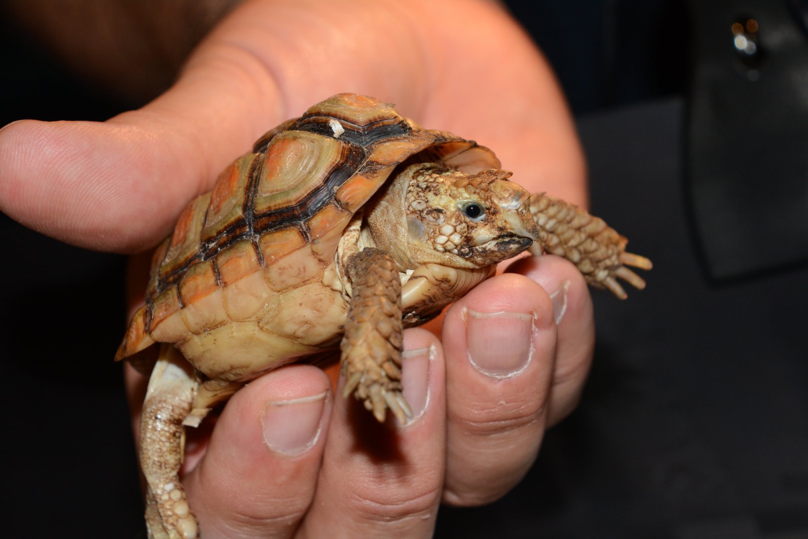 Parrot-beaked tortoise (Homopus areolatus)