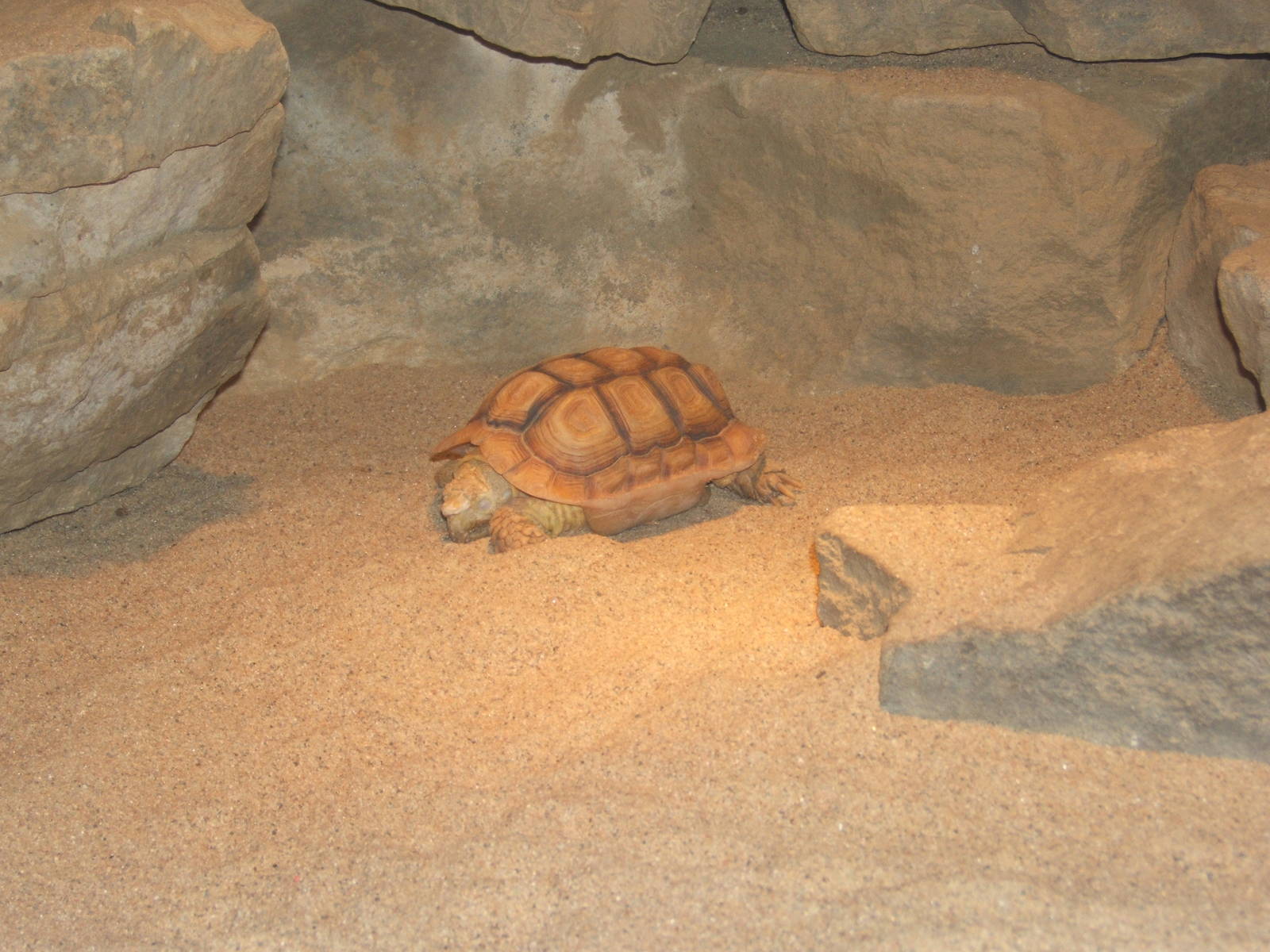 Parrot-beaked Tortoise (Homopus aureolatus)
