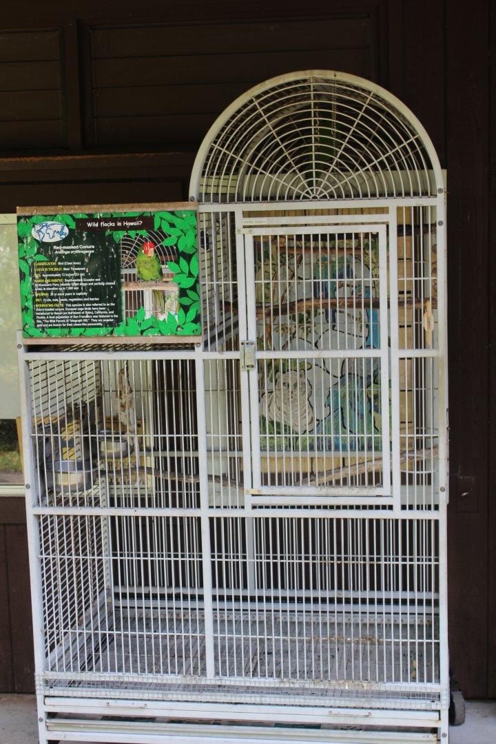 Parrot Cage