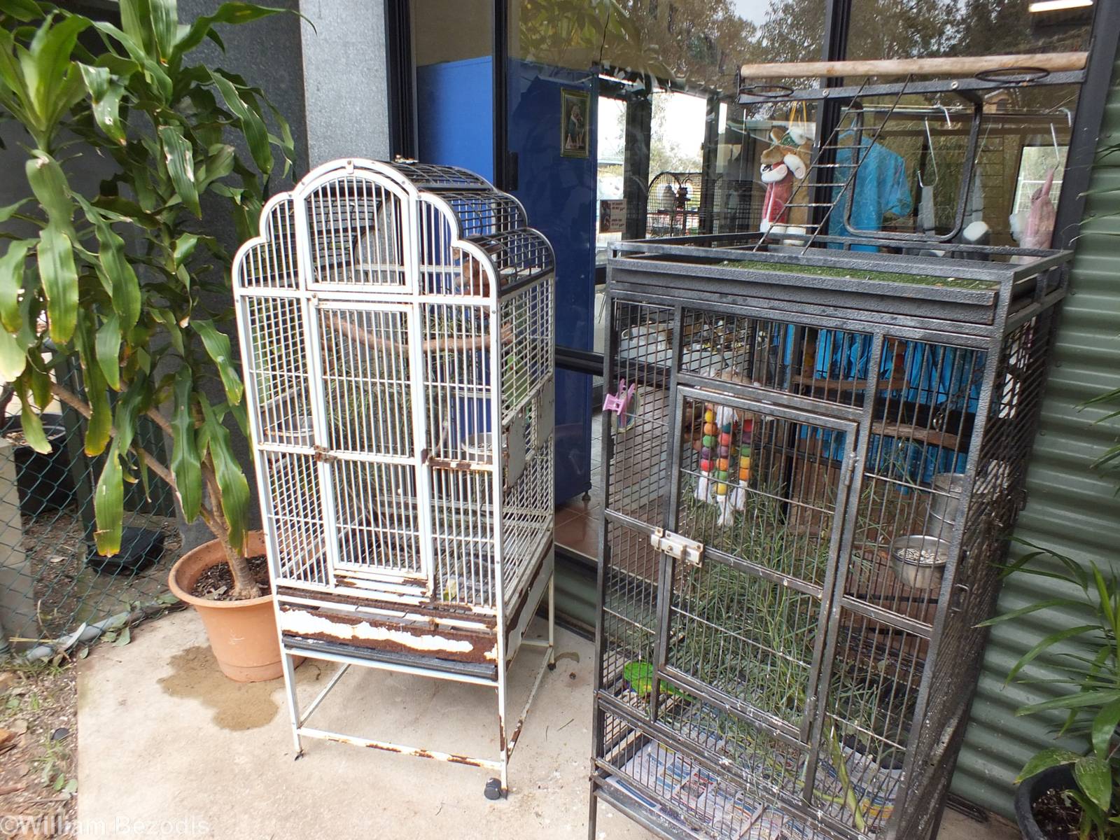 Parrot Cages - Cohunu Koala Park
