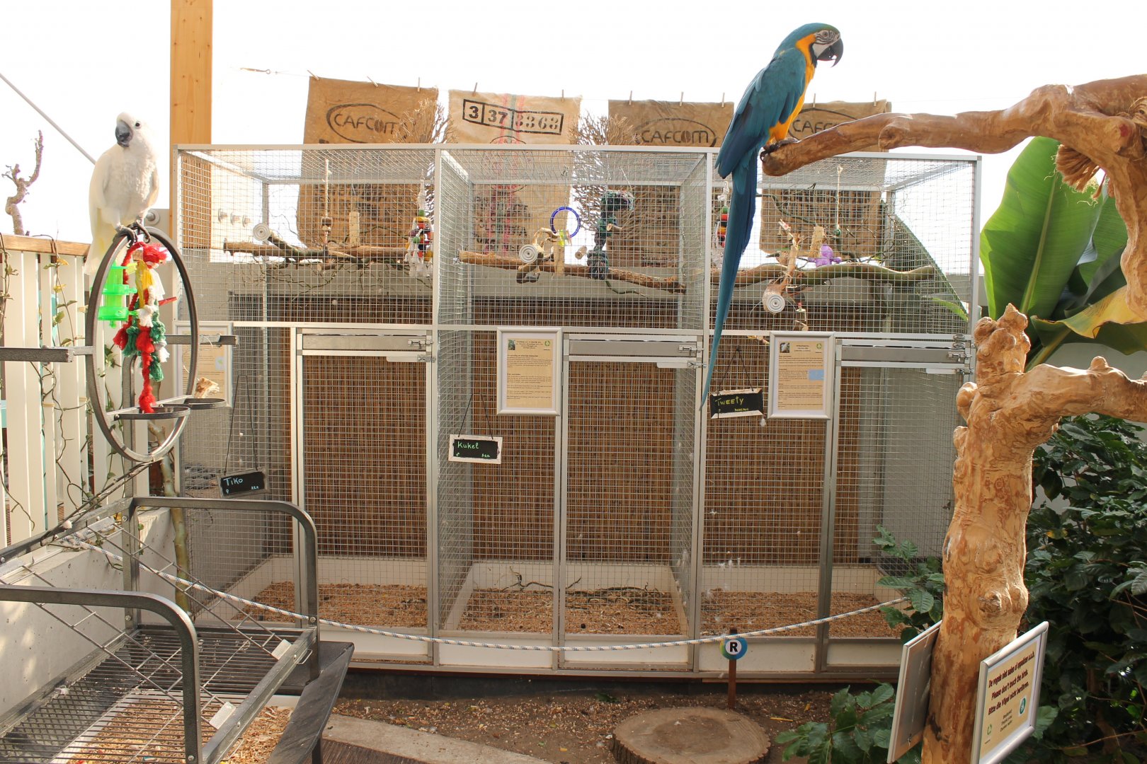 Parrot- cages