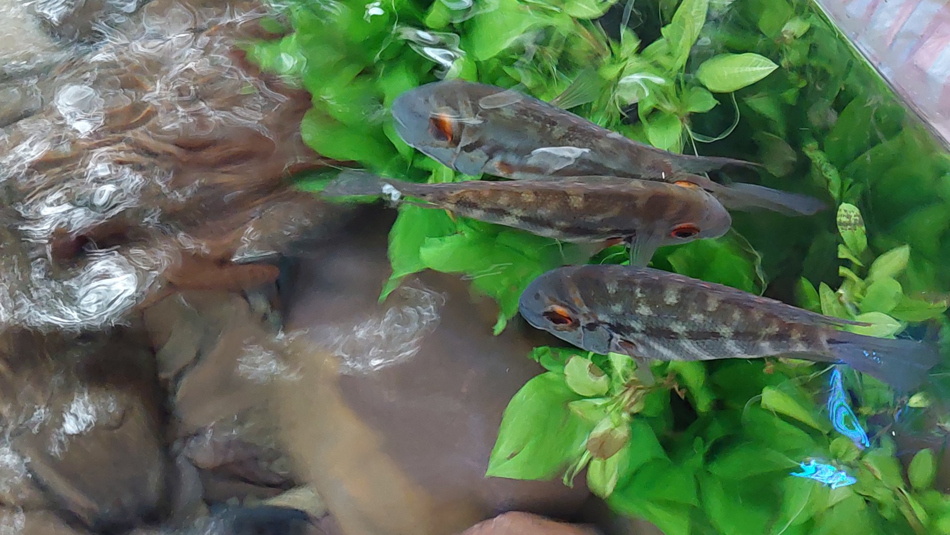 Parrot Cichlid (Hoplarchus psittacus)