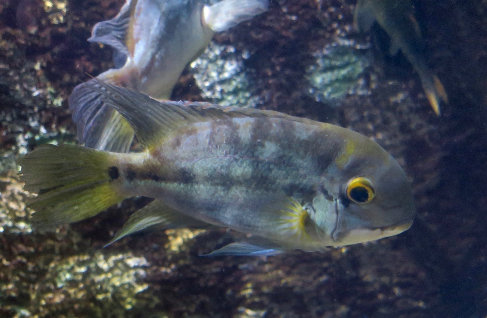 Parrot Cichlid (Hoplarchus psittacus)