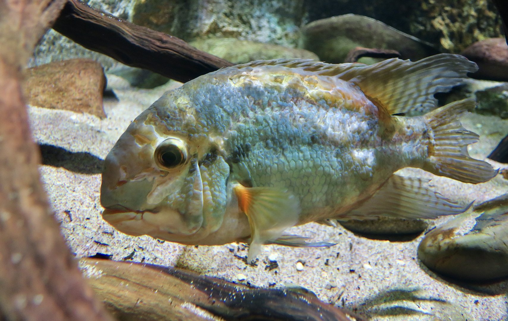 Parrot Cichlid (Hoplarchus Psittacus)