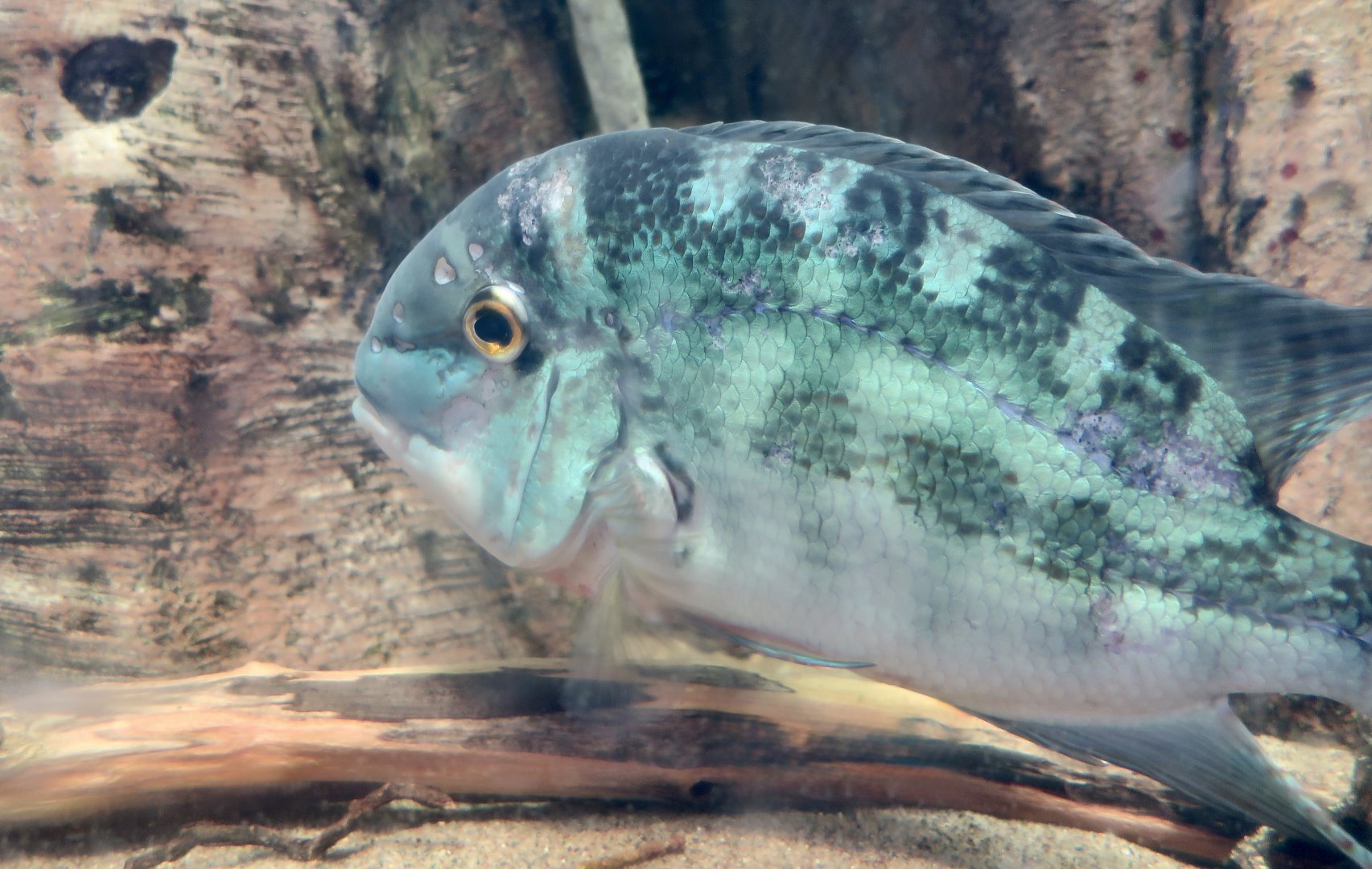 Parrot Cichlid (Hoplarchus psittacus)