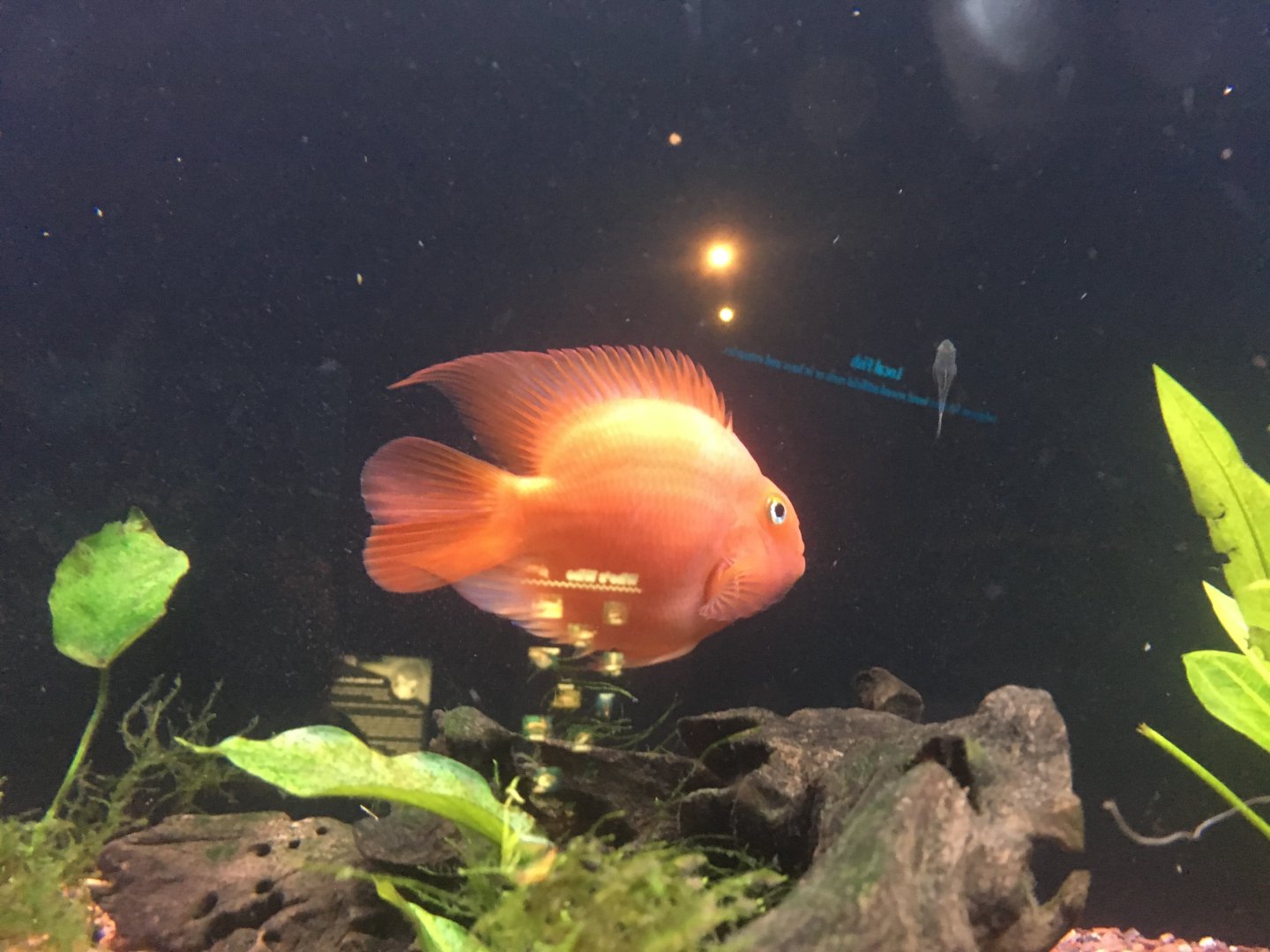 Parrot cichlid