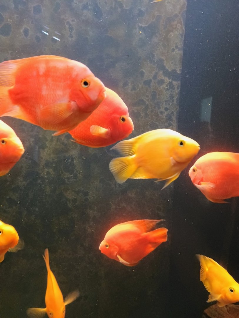 Parrot Cichlids (6/21/25)
