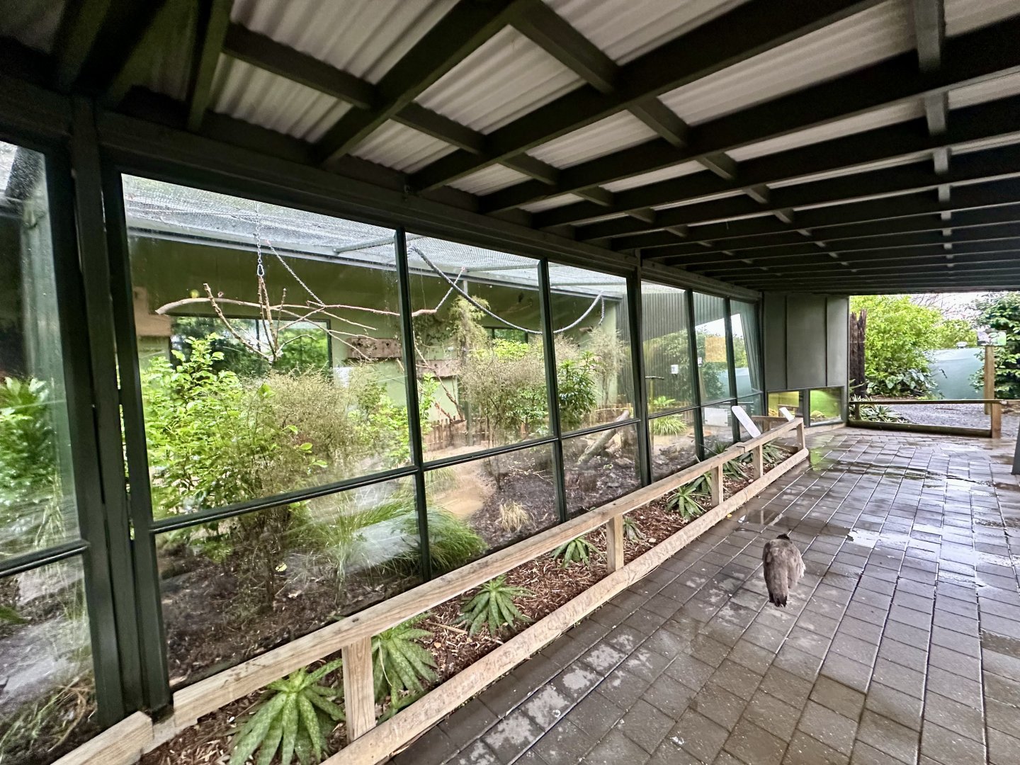 Parrot Court (African Grey Parrot Aviary)