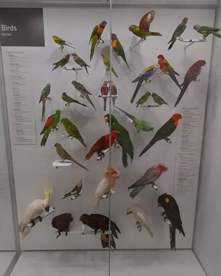 Parrot Display - Queensland Museum