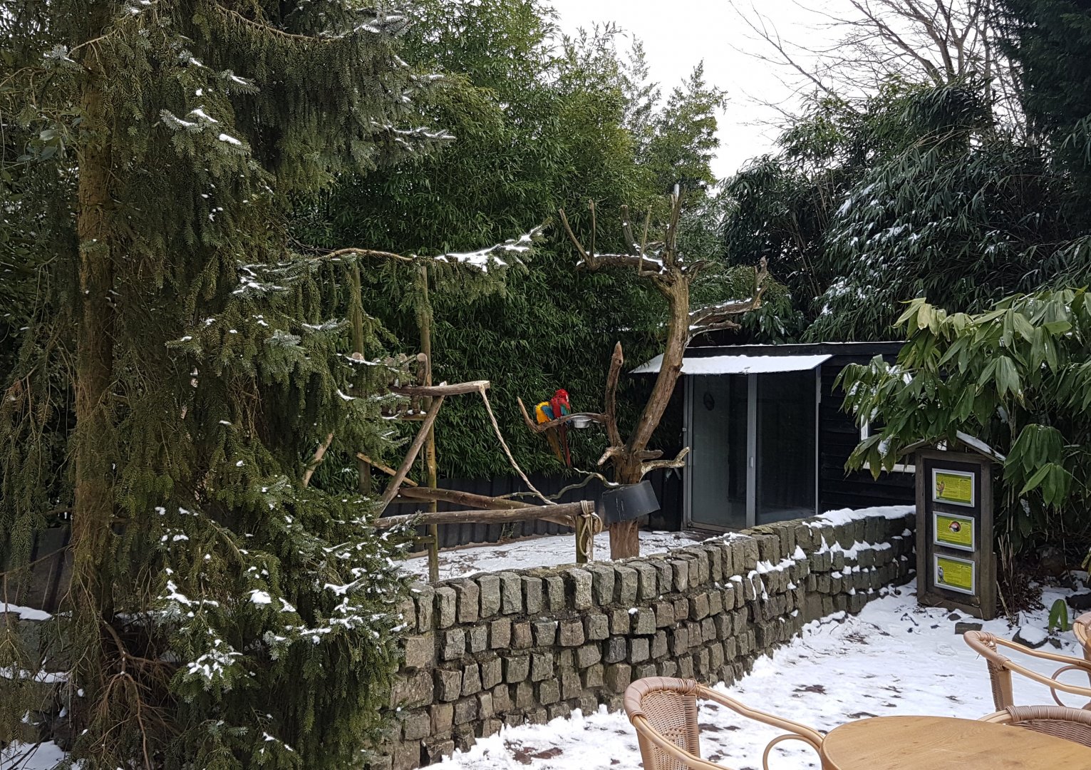 Parrot-enclosure in the snow
