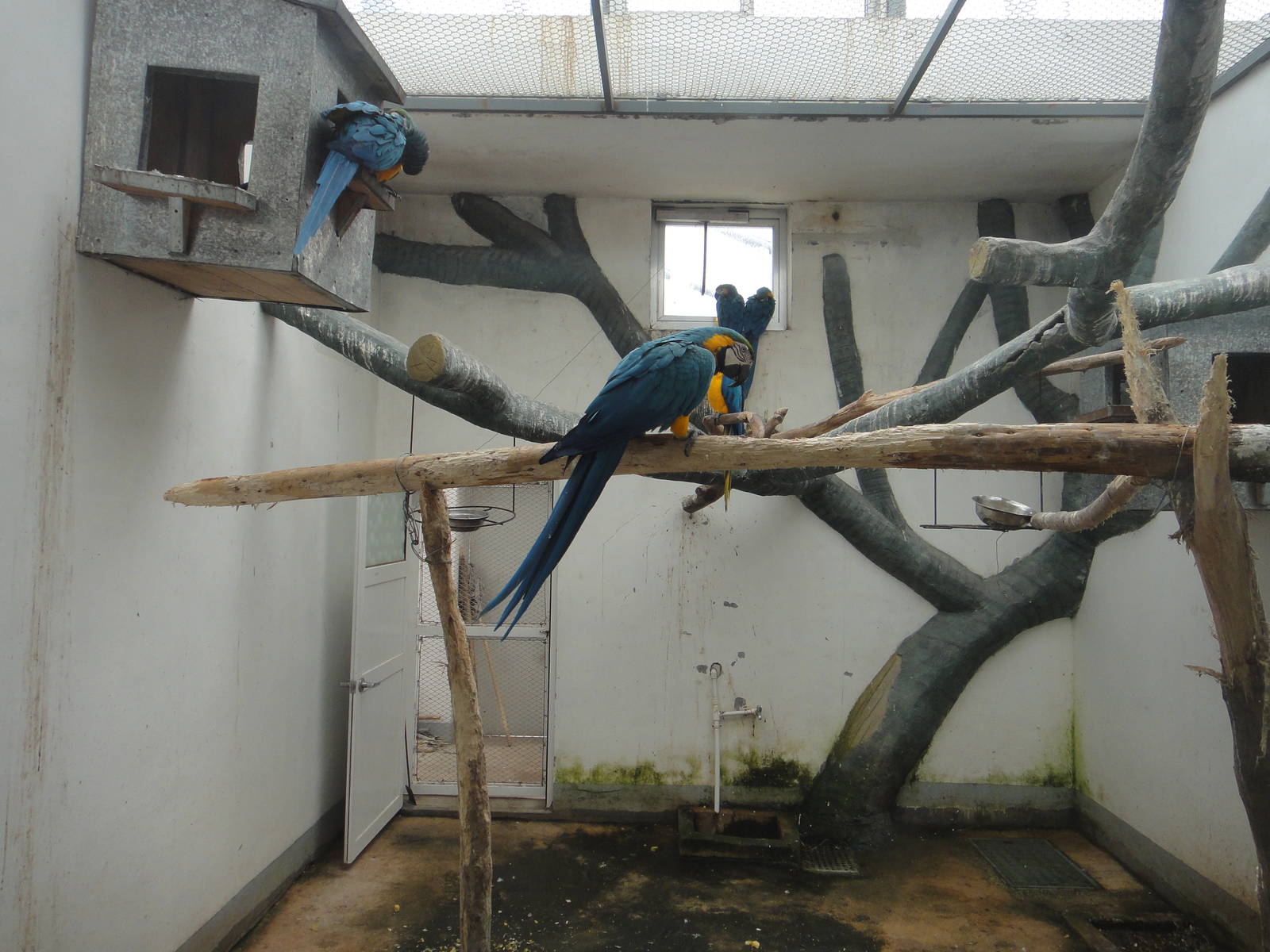 Parrot enclosure
