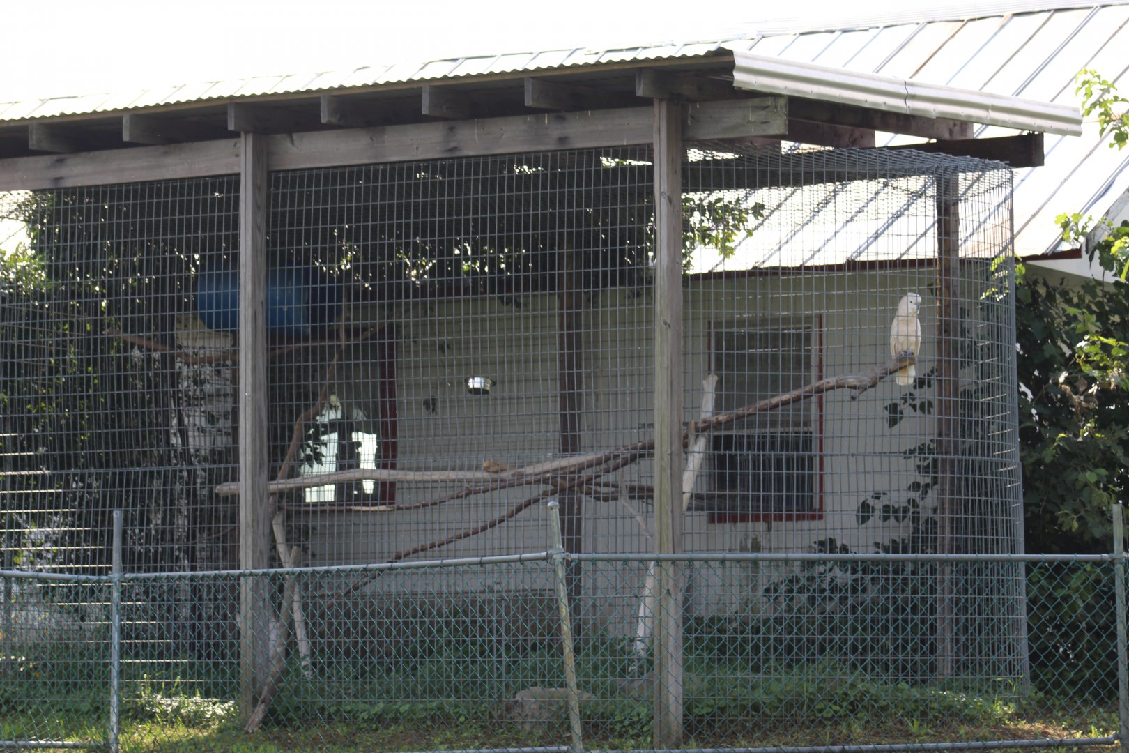 Parrot Enclosure