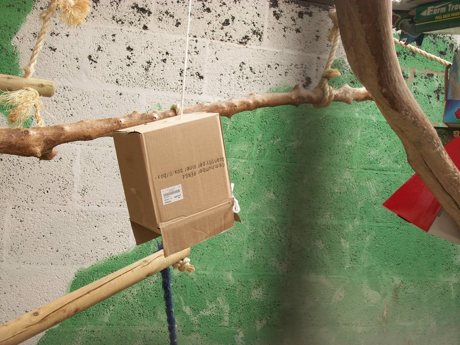 Parrot enrichment, 23rd September 2014