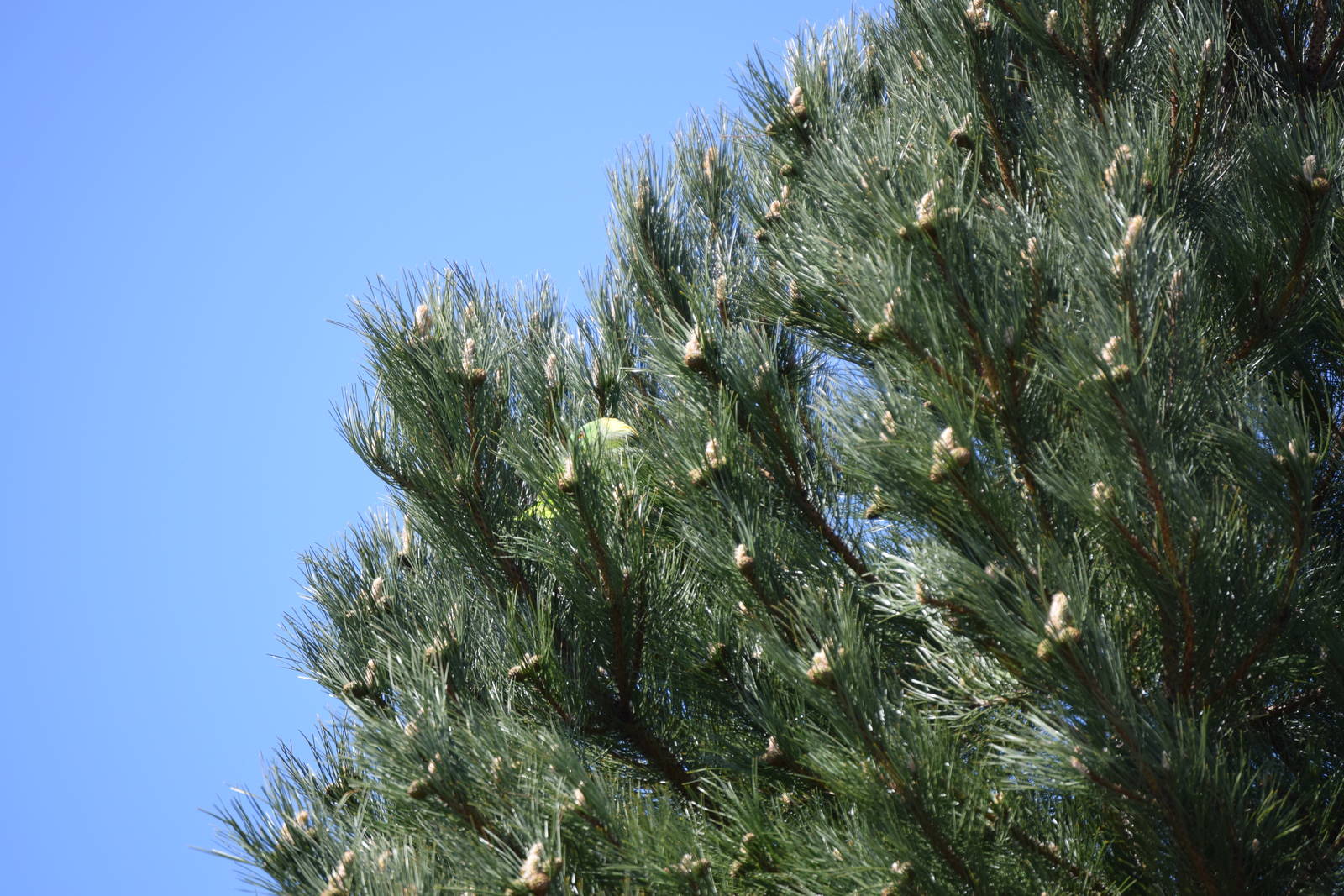 Parrot escaped from the bird show