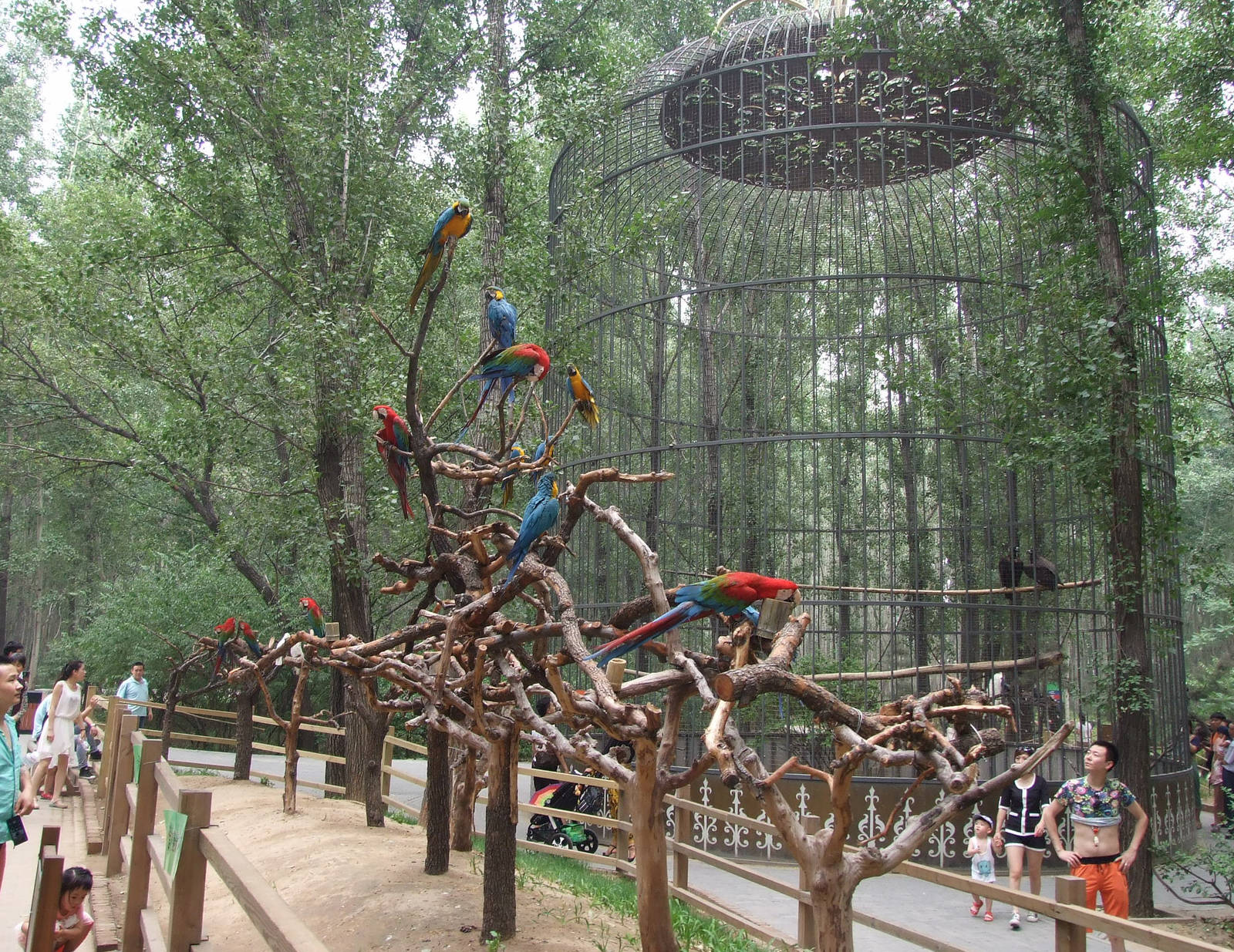 Parrot exhibit and vulture cage