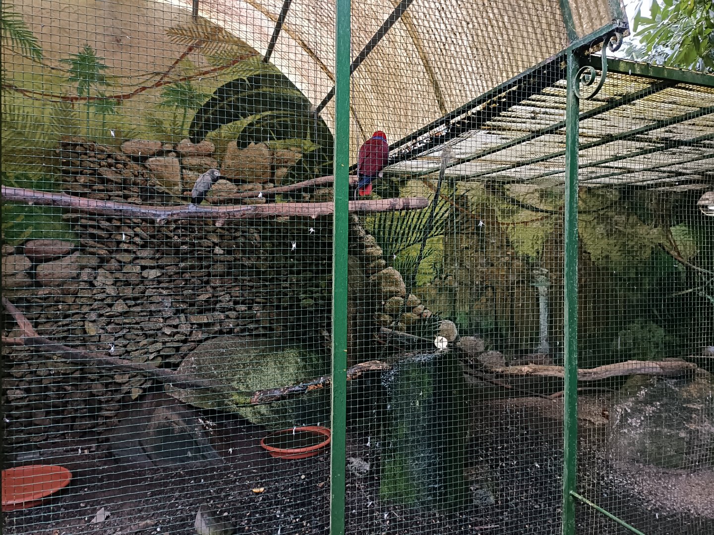 Parrot exhibit - Avifauna Lugo