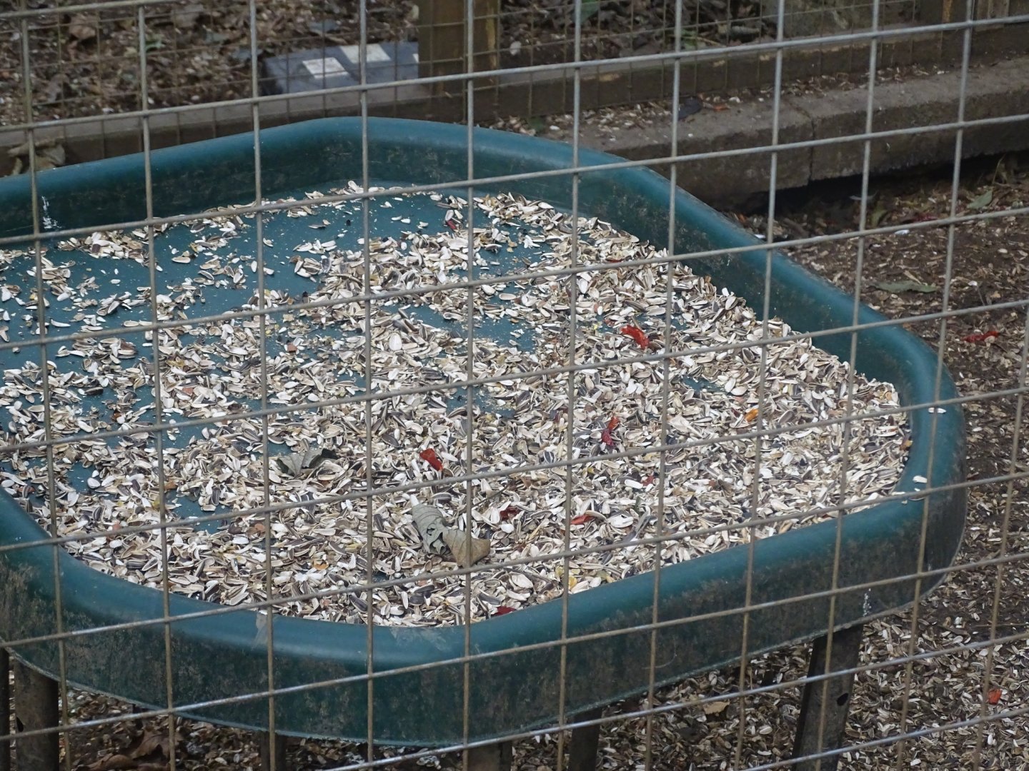 Parrot feeding station, 16th October 2023