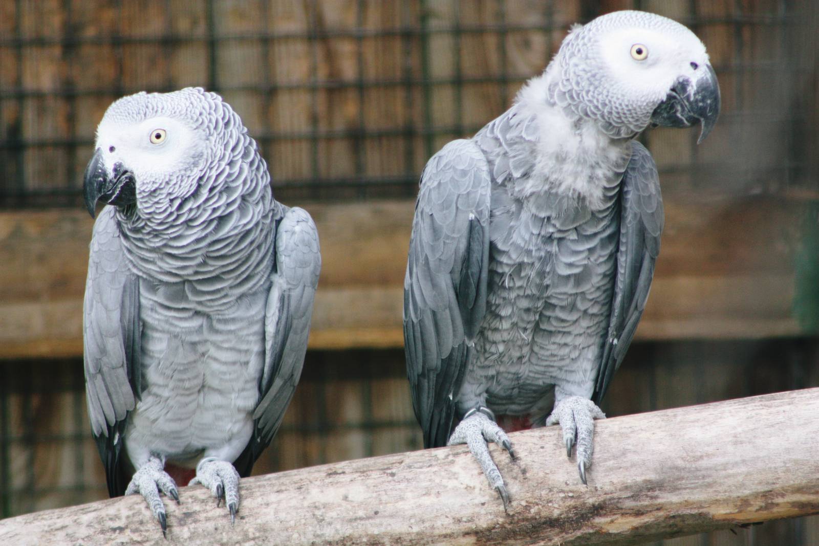 Parrot-fest 6th September 2010