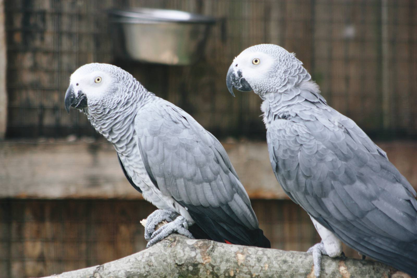 Parrot-fest 6th September 2010