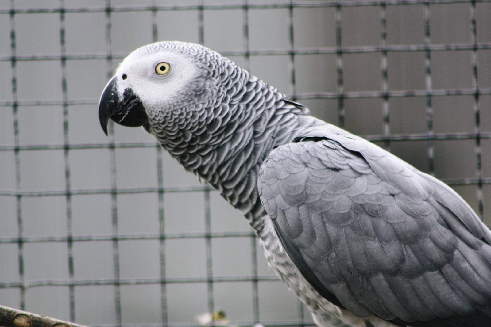 Parrot-fest 6th September 2010