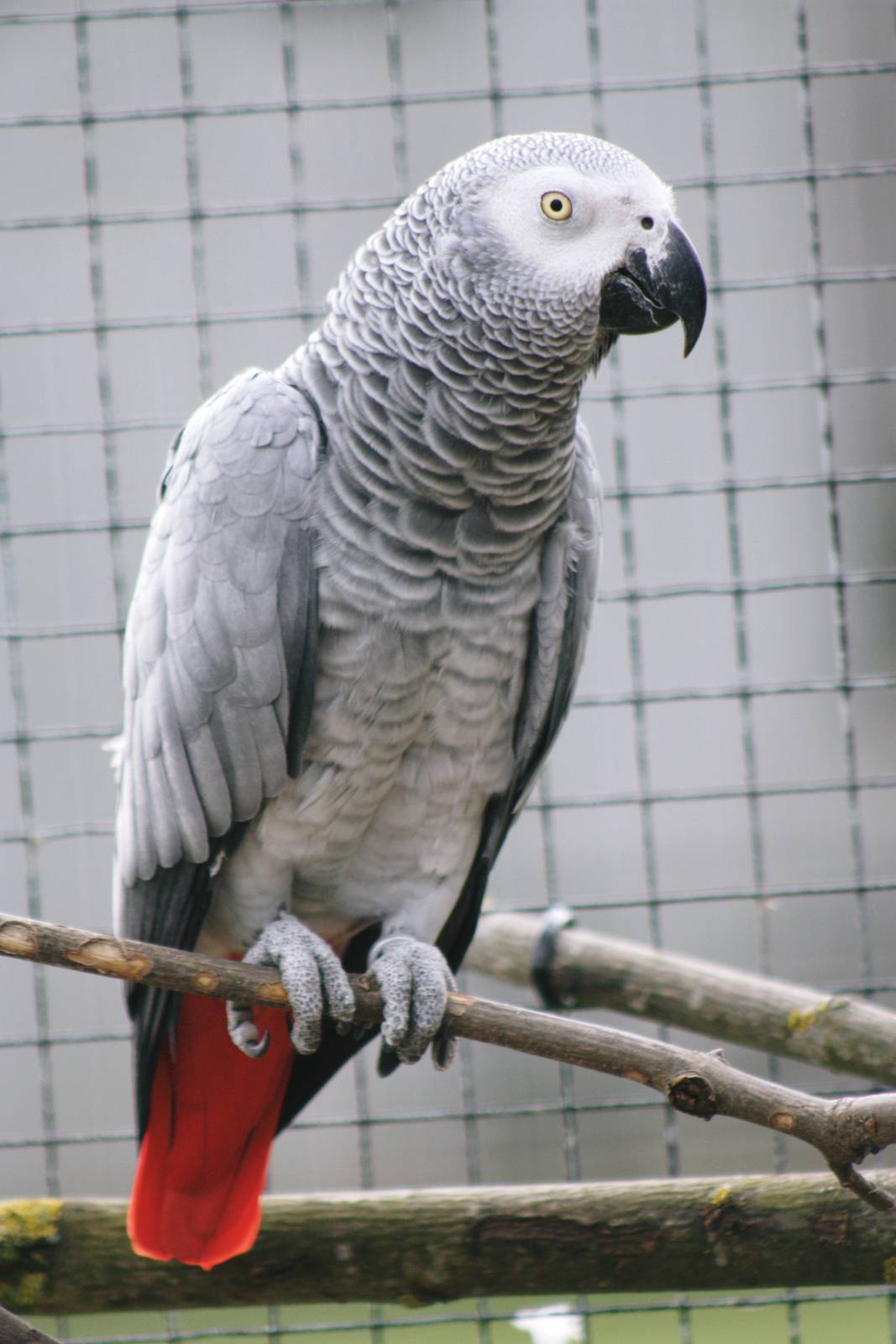 Parrot-fest 6th September 2010