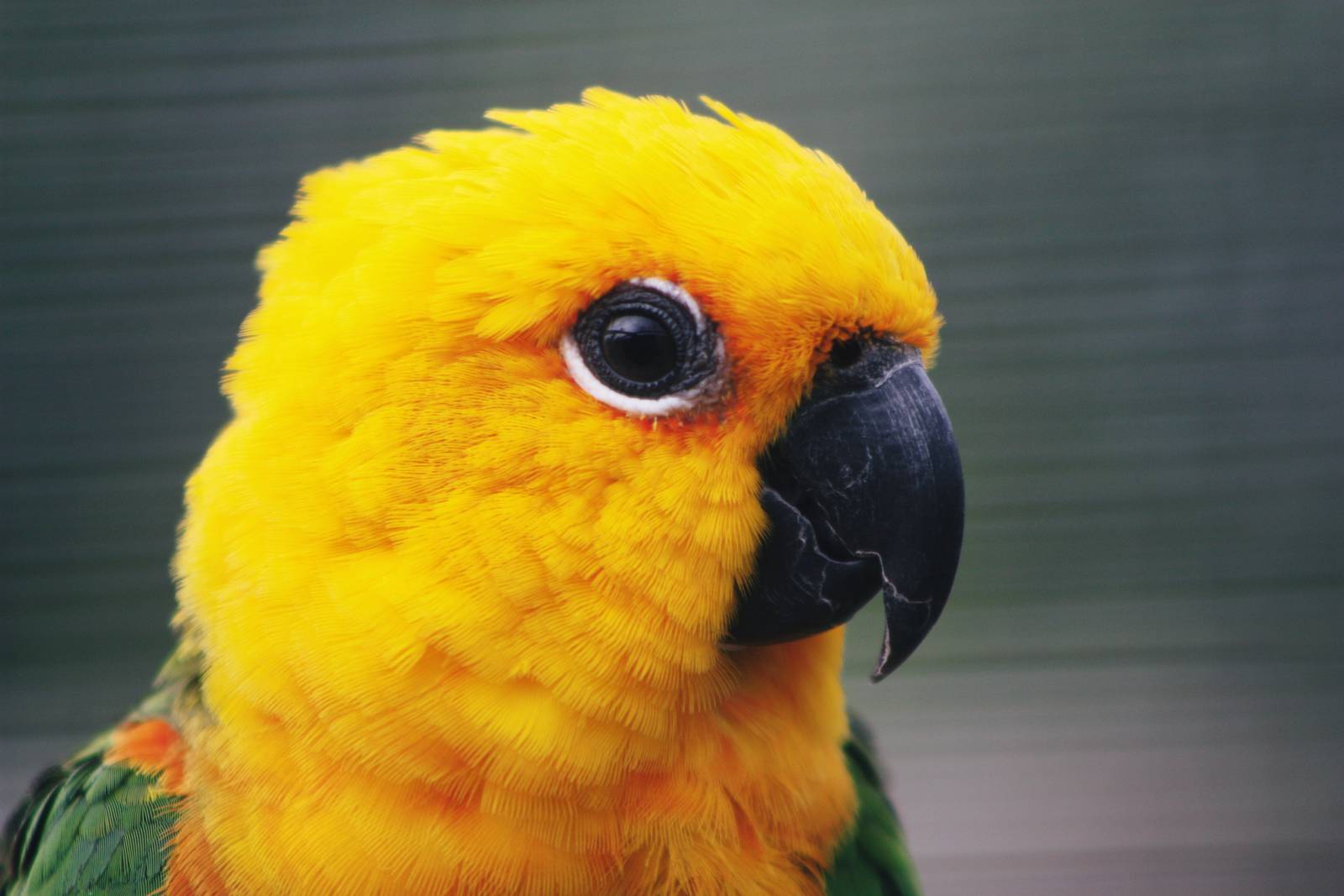 Parrot-fest 6th September 2010