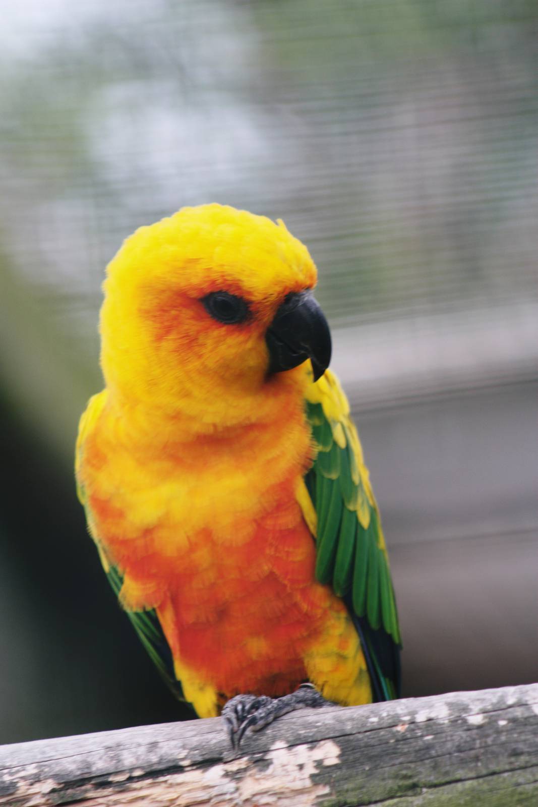 Parrot-fest 6th September 2010