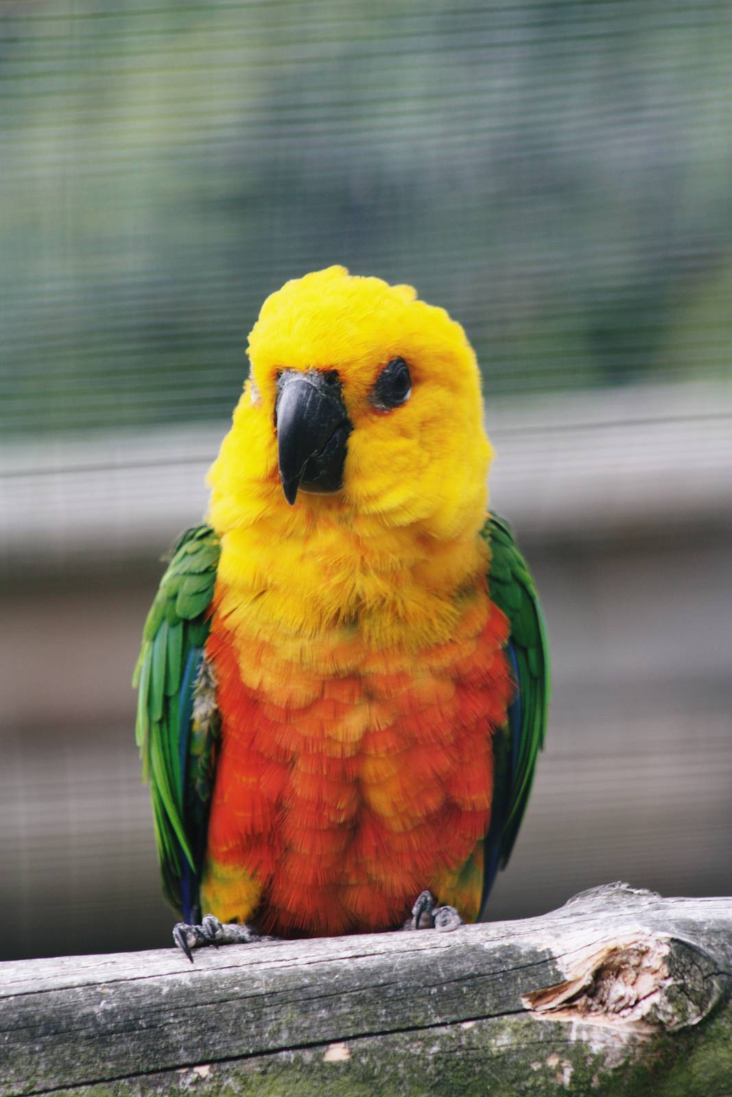 Parrot-fest 6th September 2010