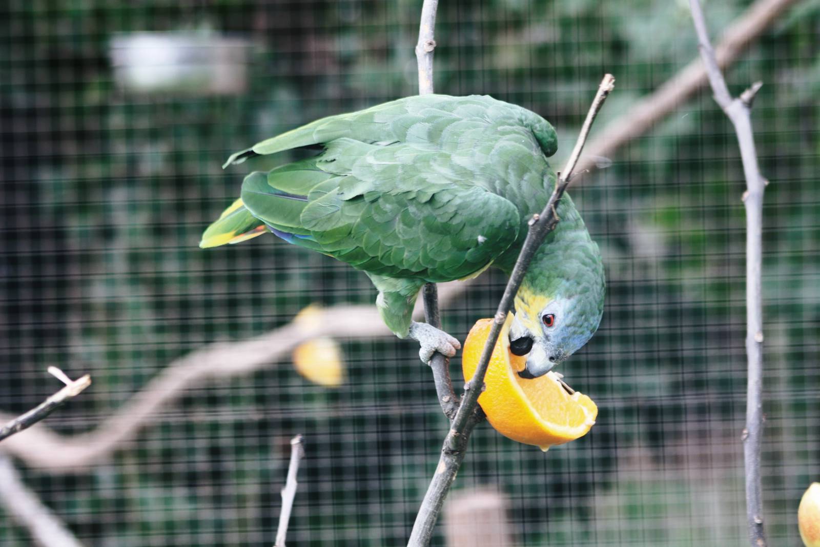 Parrot-fest 6th September 2010