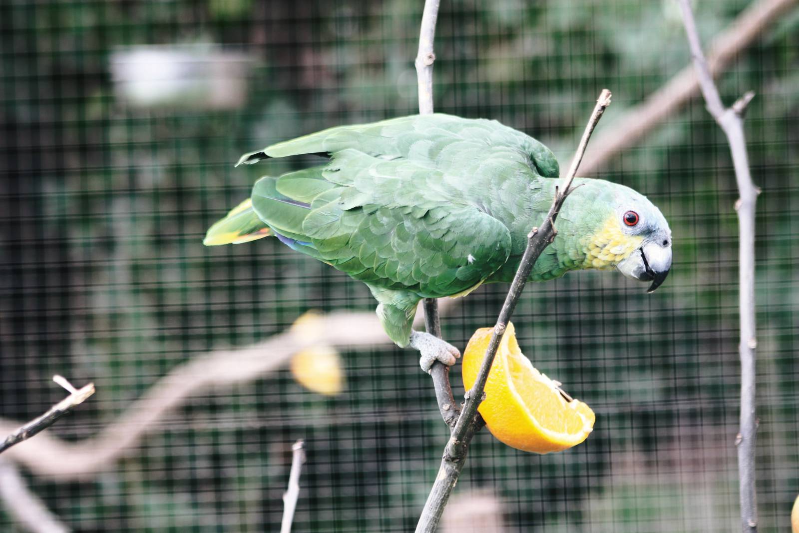 Parrot-fest 6th September 2010