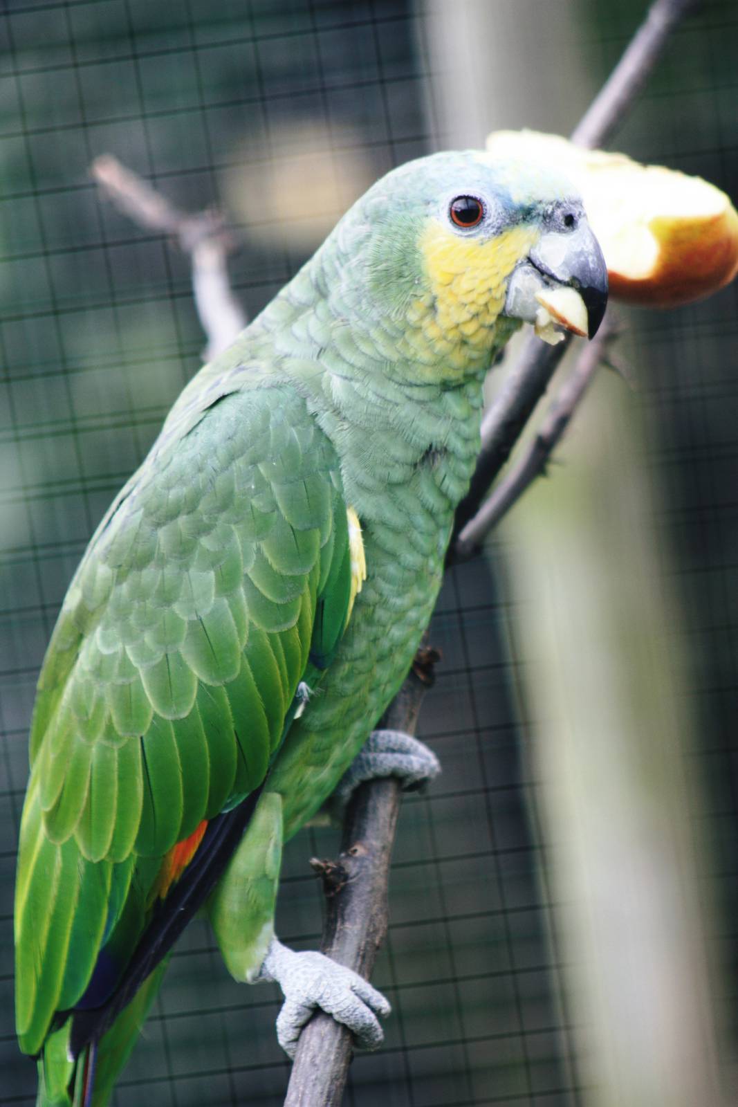 Parrot-fest 6th September 2010