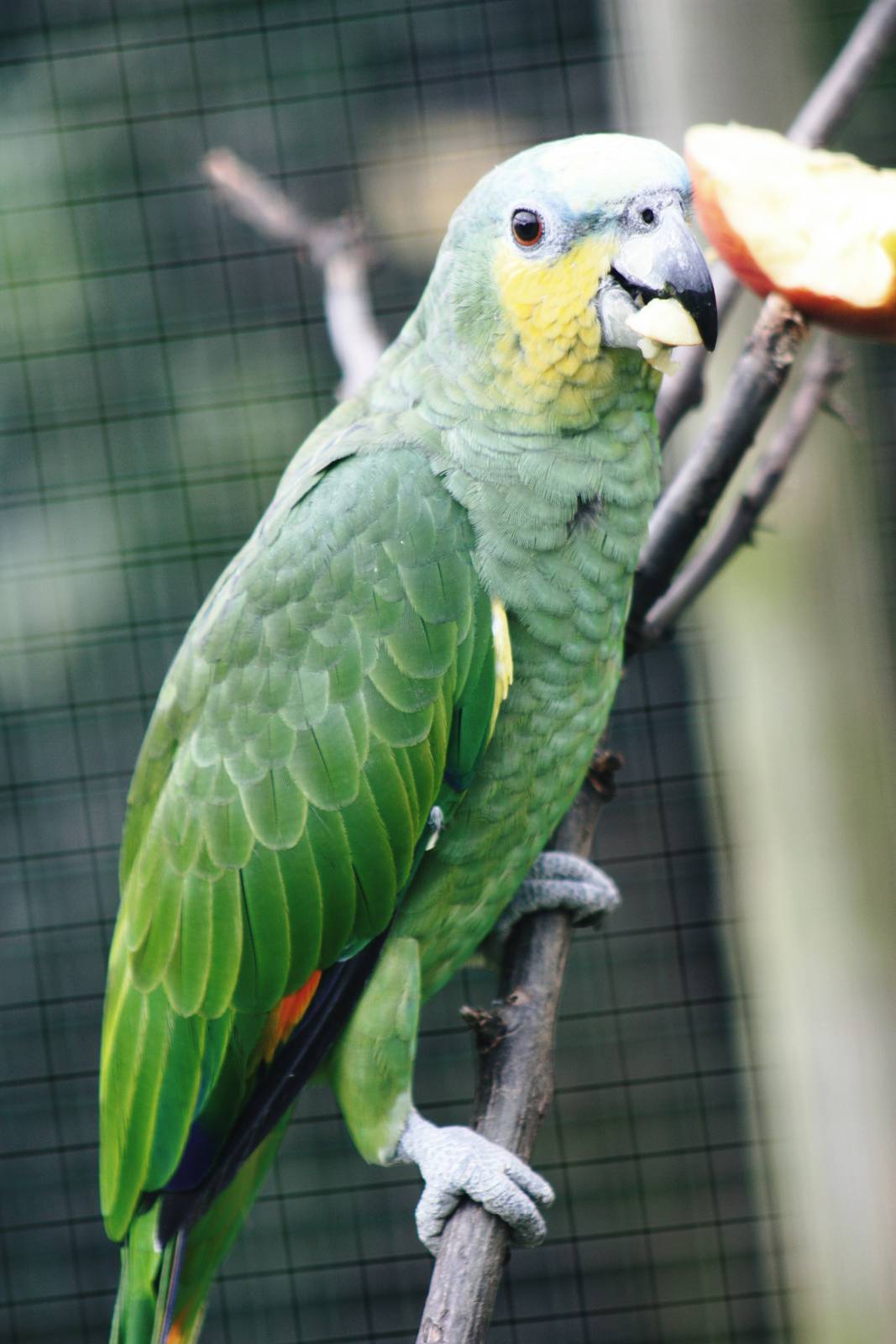 Parrot-fest 6th September 2010