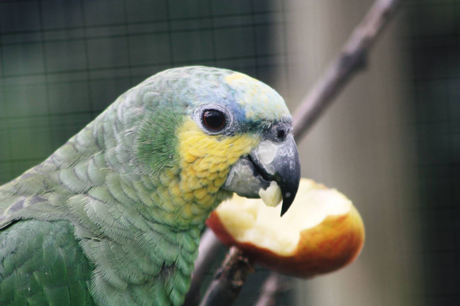 Parrot-fest 6th September 2010