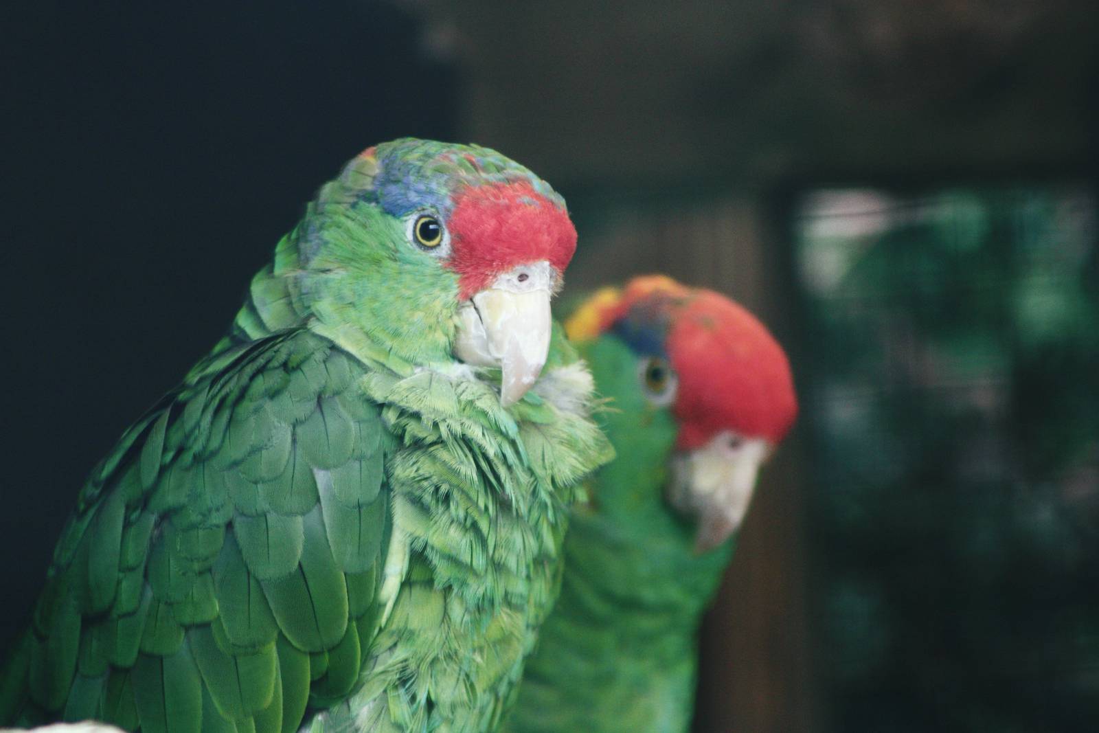 Parrot-fest 6th September 2010