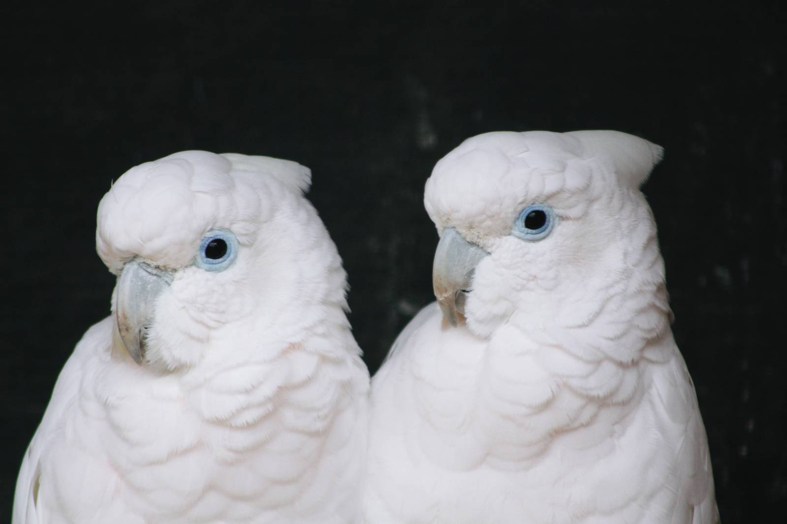 Parrot-fest 6th September 2010