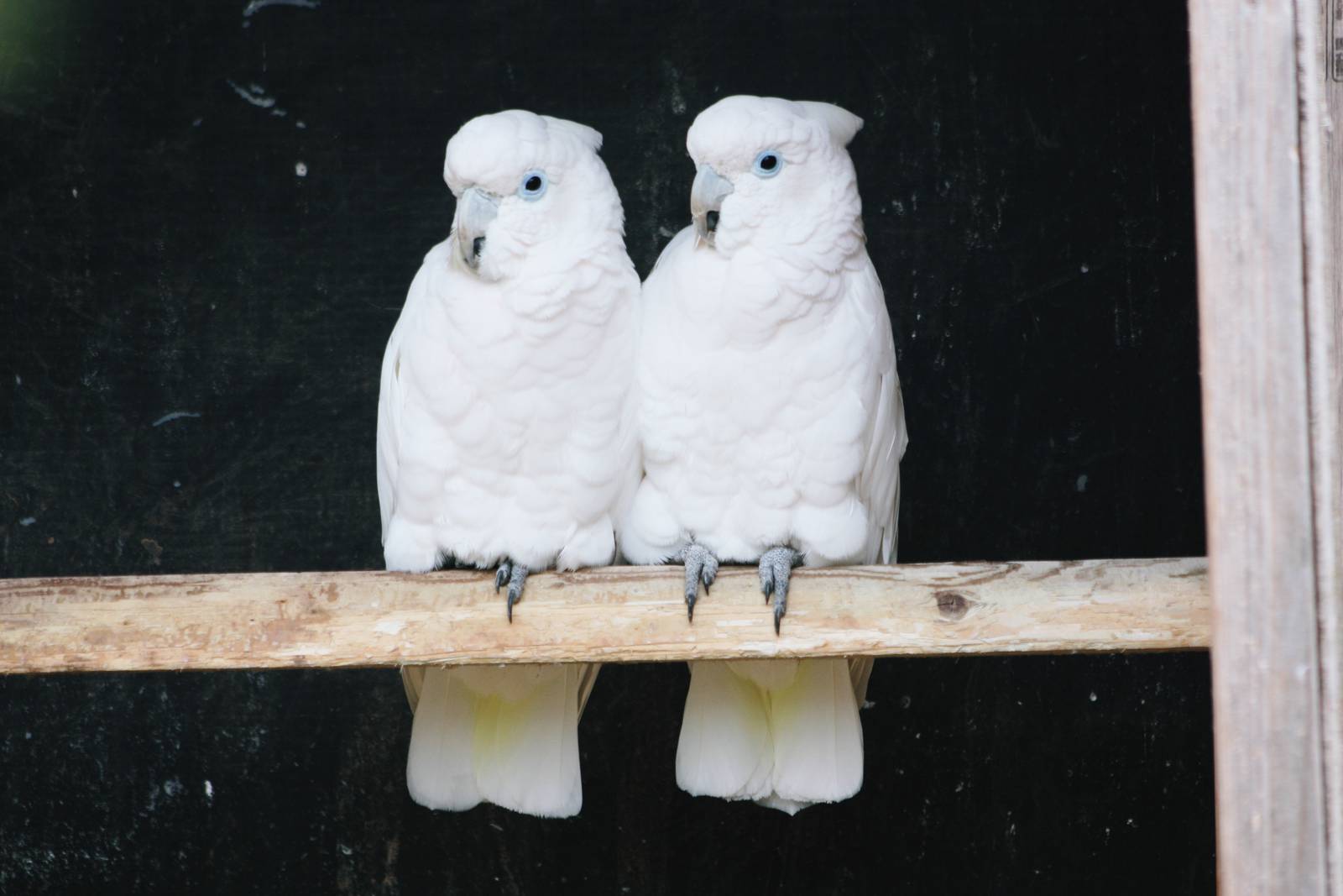 Parrot-fest 6th September 2010