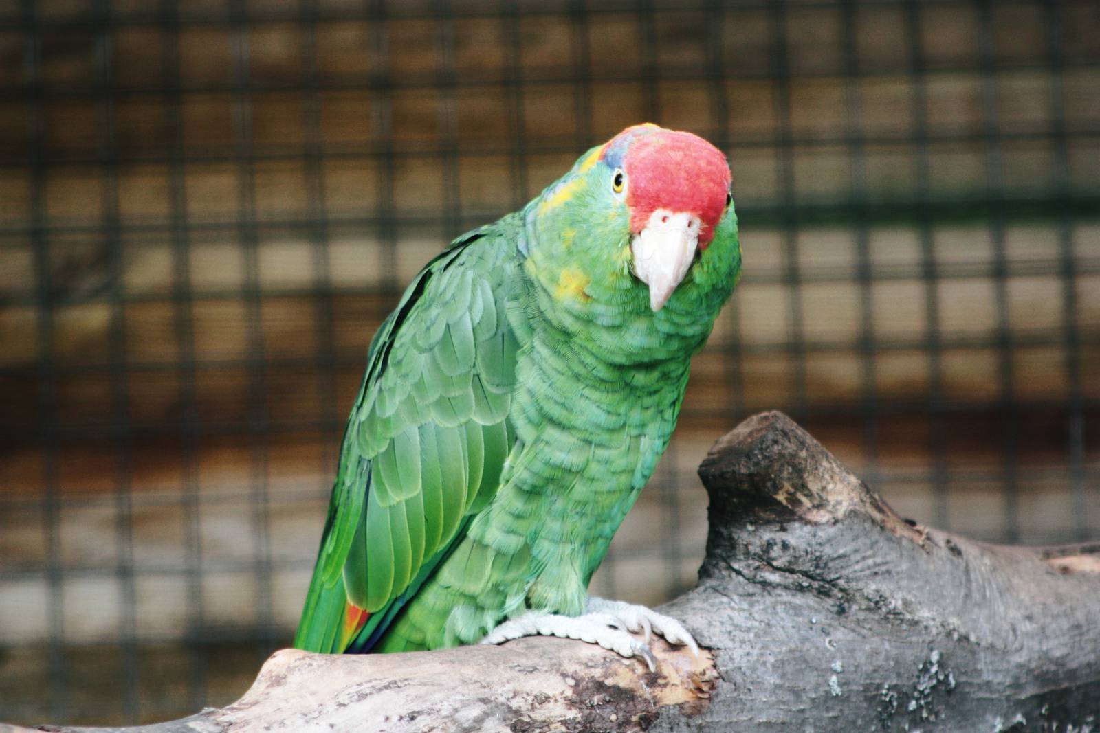 Parrot-fest 6th September 2010