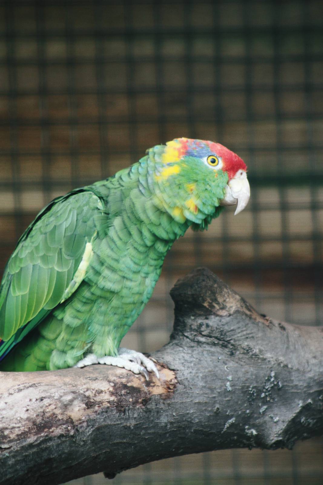 Parrot-fest 6th September 2010