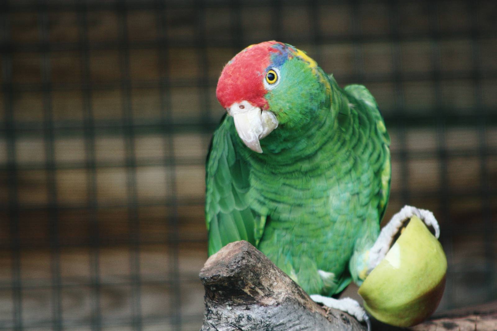 Parrot-fest 6th September 2010