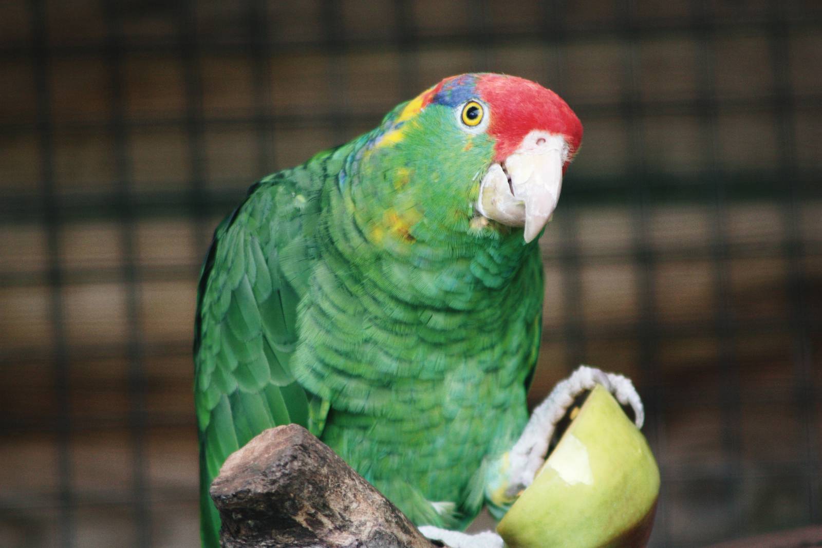 Parrot-fest 6th September 2010