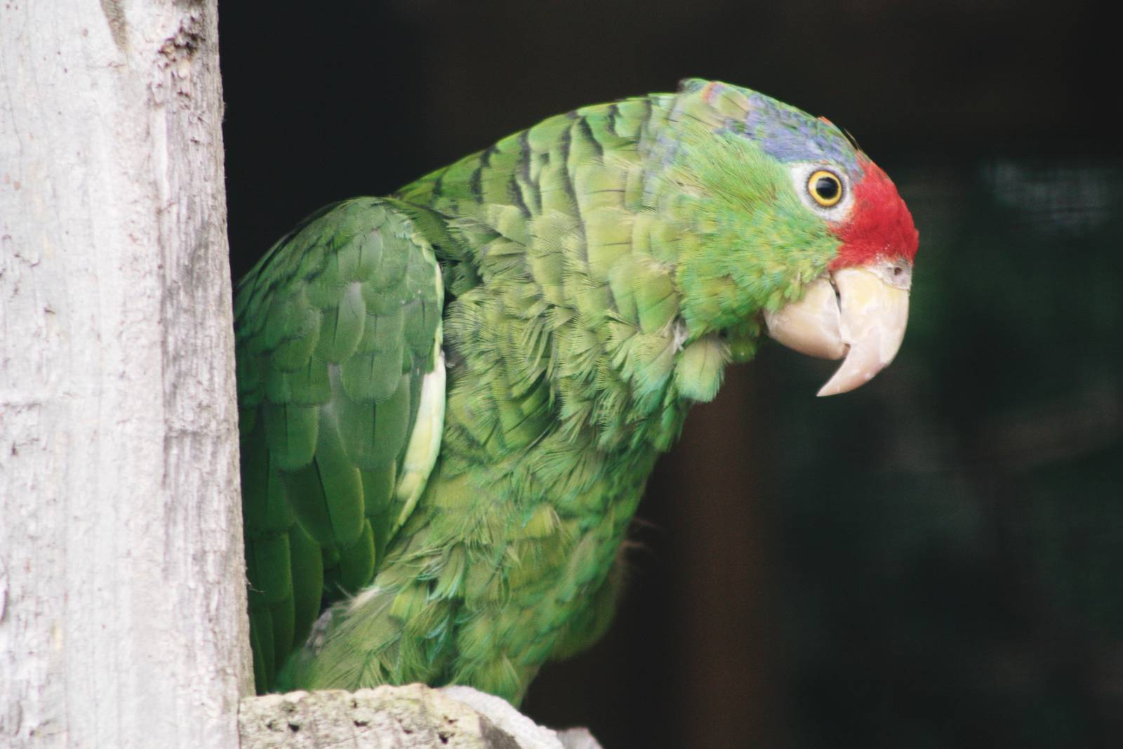 Parrot-fest 6th September 2010